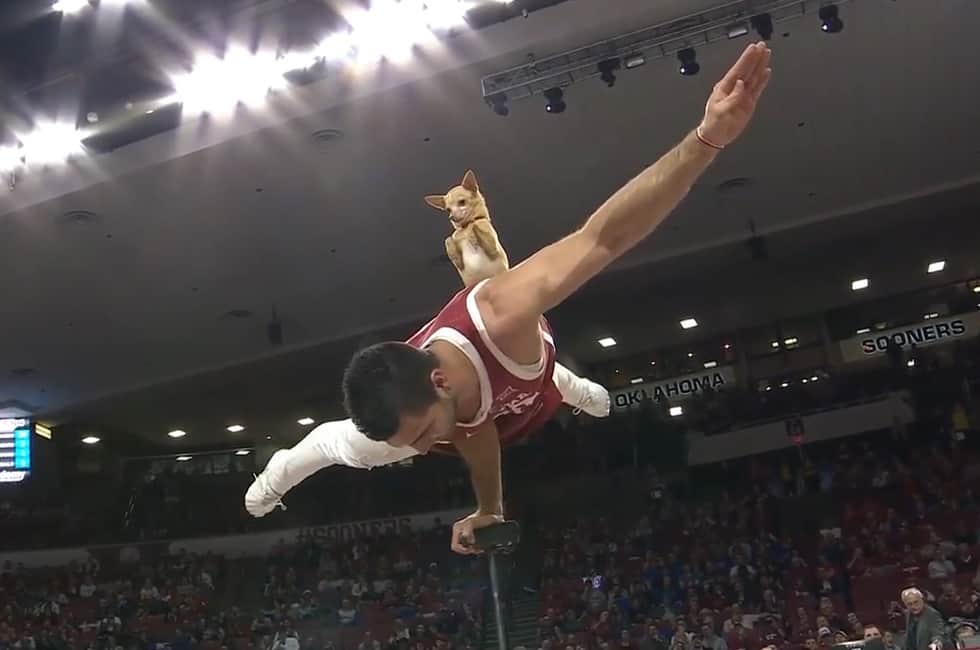 Cane Acrobata Oklahoma Kansas Circus Shot Auburn